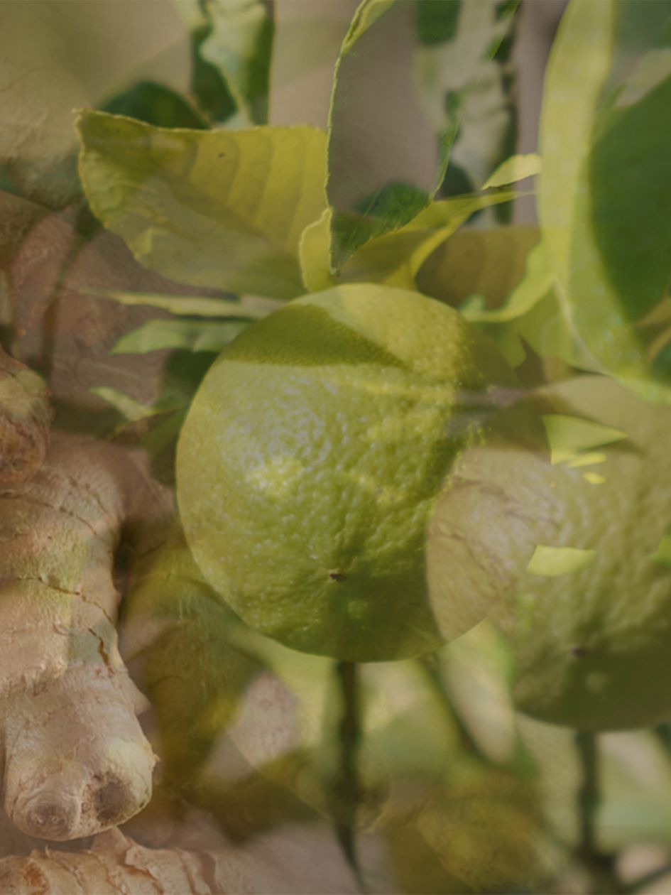 Ginger Lime Candle 80Gr Pearl White